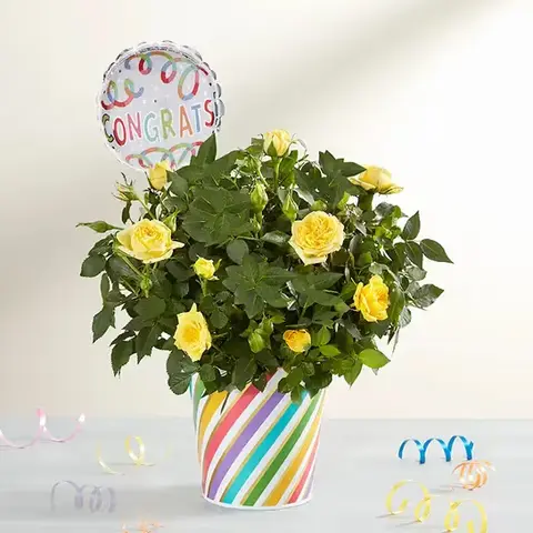 Sunshine Rose Congrats Plant