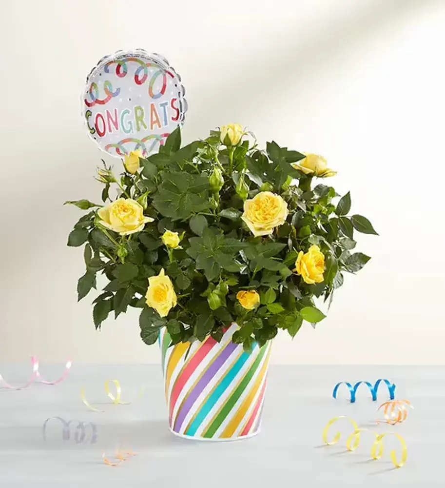 Sunshine Rose Congrats Plant