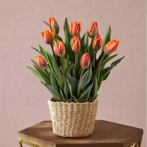 Dear Valentine Tulip Bulb Garden