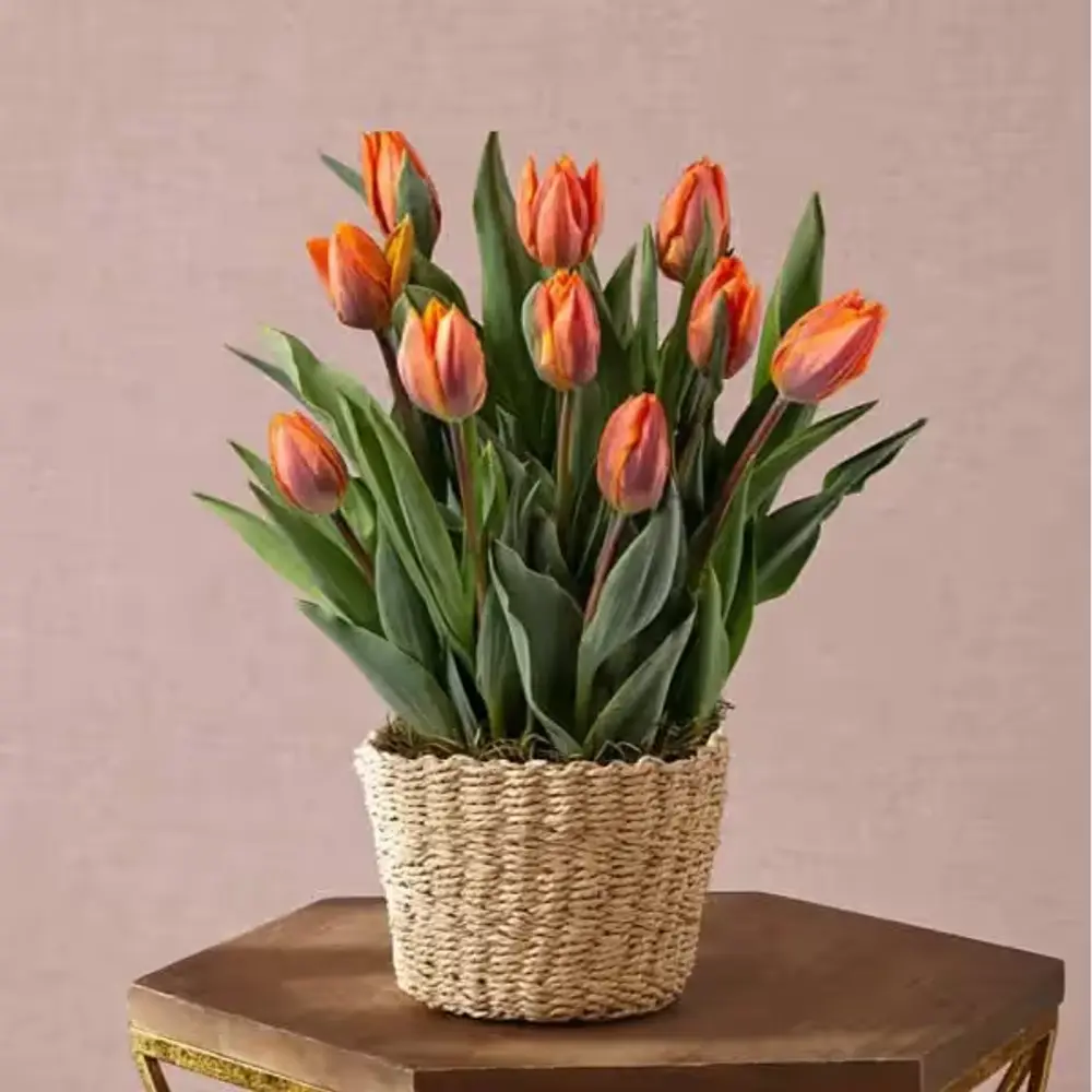 Dear Valentine Tulip Bulb Garden