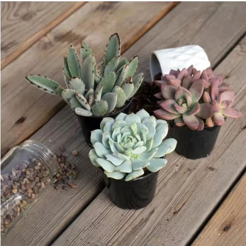 Succulent in Pot, 4 in