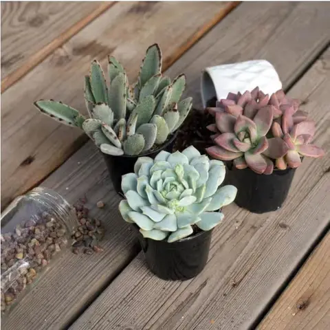 Succulent in Pot, 4 in