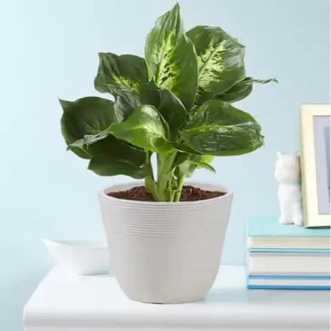 Dieffenbachia (Dumb Cane) Plant