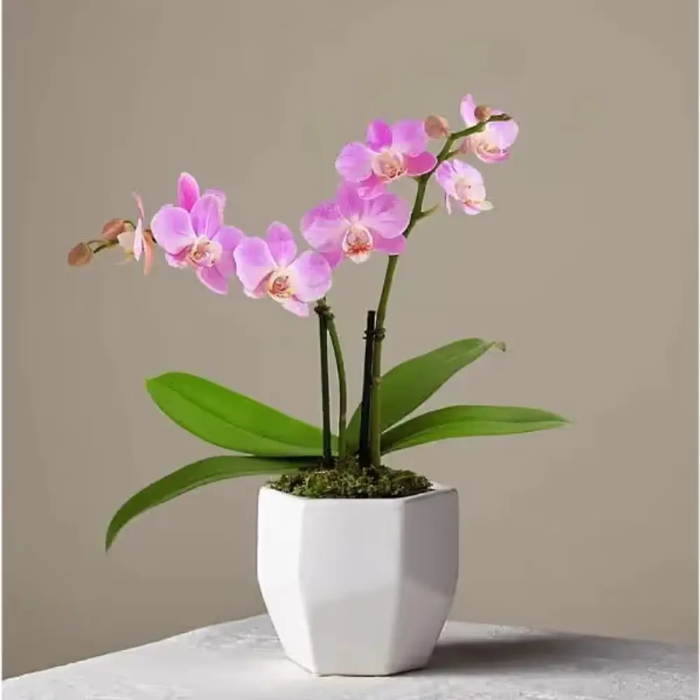 Someone Like You Pink Orchid Plant