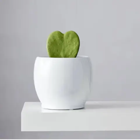 Hoya Heart Succulent