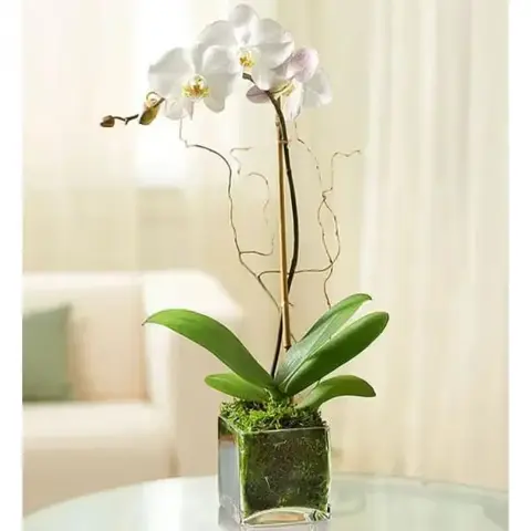 White Phalaenopsis Orchid in Glass Cube