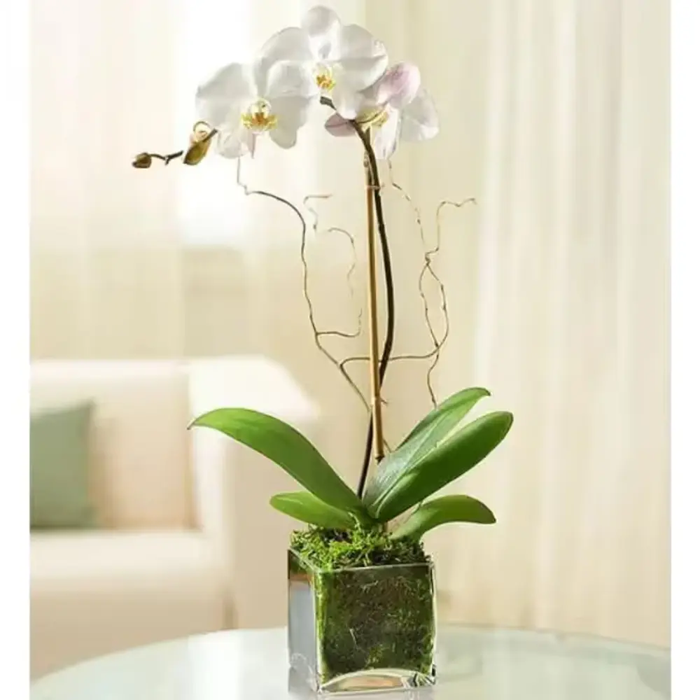 White Phalaenopsis Orchid in Glass Cube