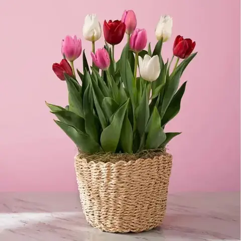 Shades of Love Tulip Garden