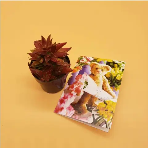 Small Succulent with Greeting Card