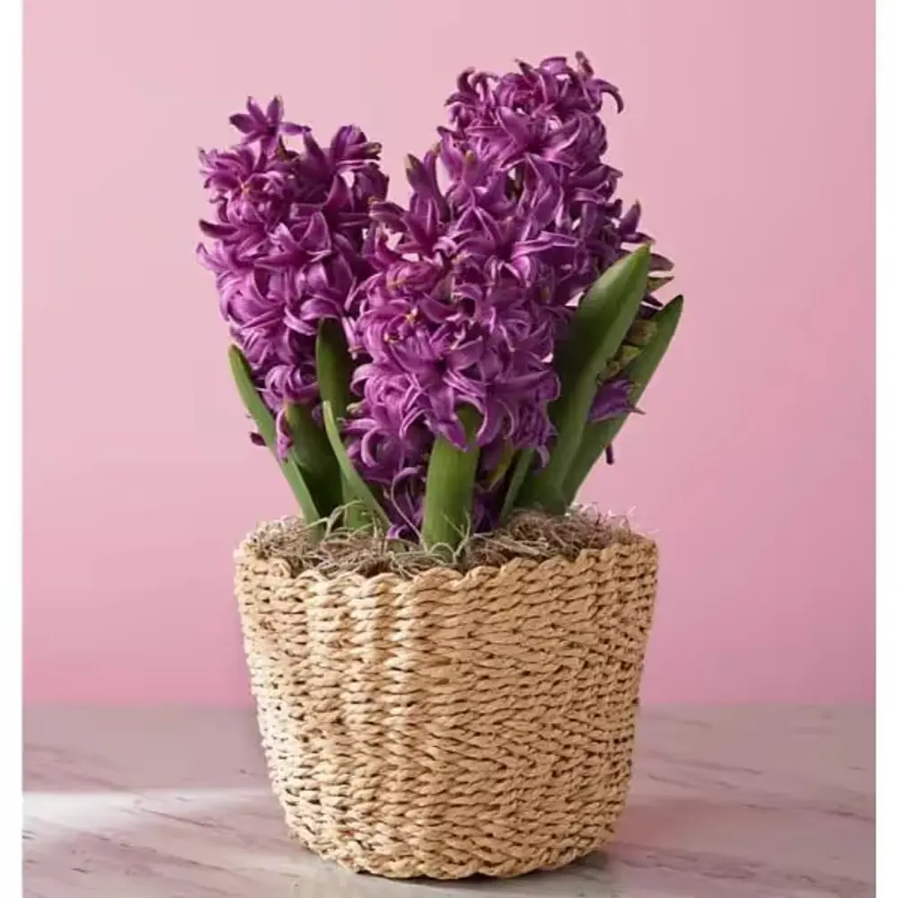 Purple Hyacinth Bulb Garden