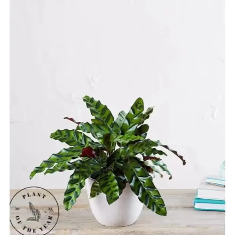 Calathea Rattlesnake Plant