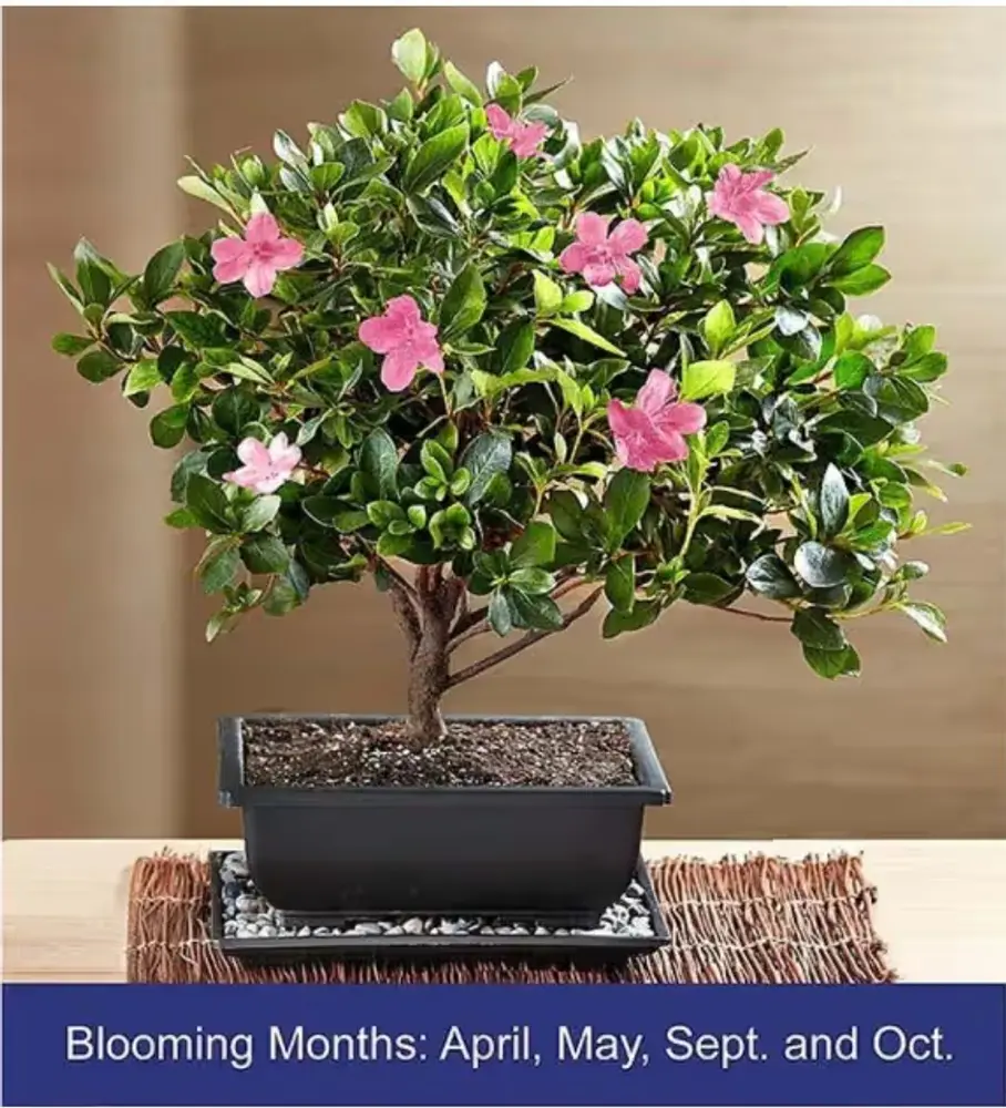 Satsuki Azalea Bonsai
