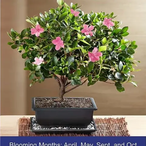 Satsuki Azalea Bonsai