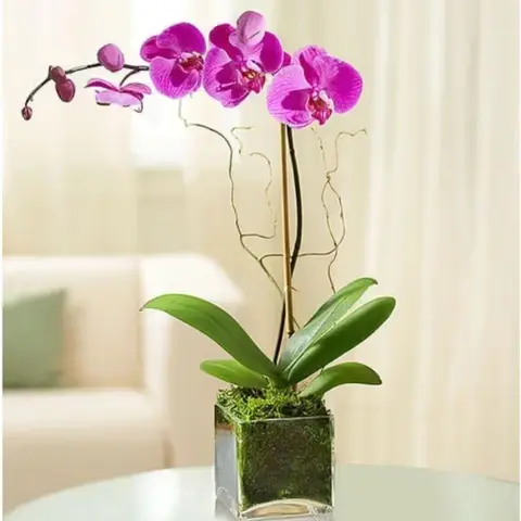 Elegant Orchid in Glass Cube