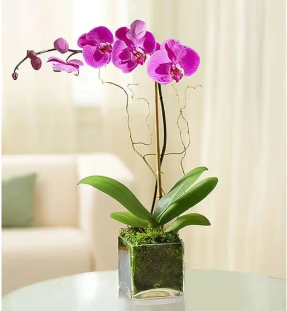 Elegant Orchid in Glass Cube