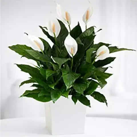 White Peace Lily in Pot, 8 in