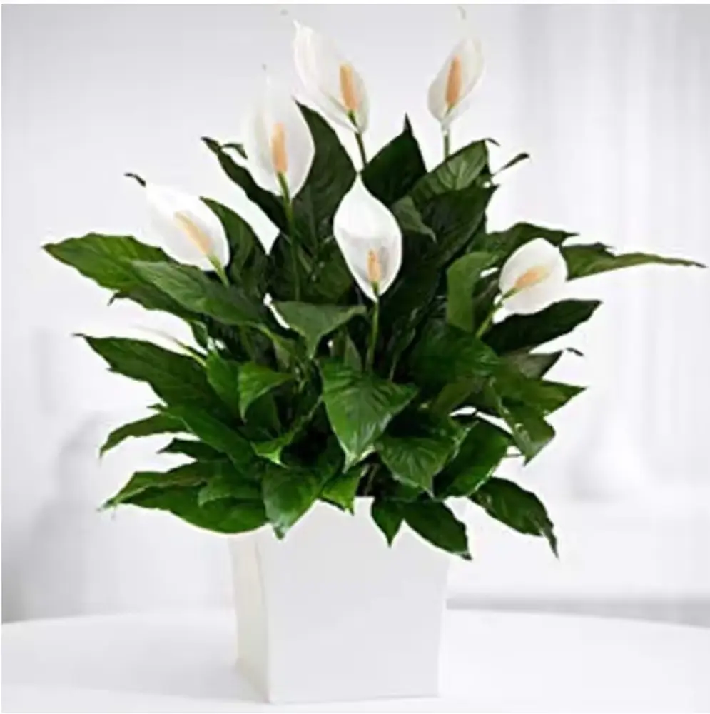 White Peace Lily in Pot, 8 in