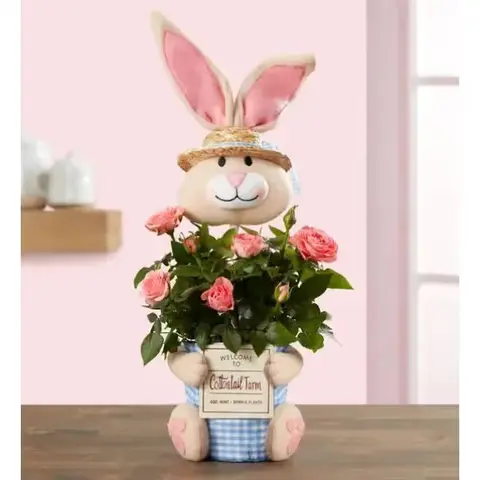 Easter Bunny Pink Rose Plant