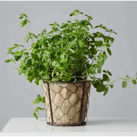 Oregano Herb Plant