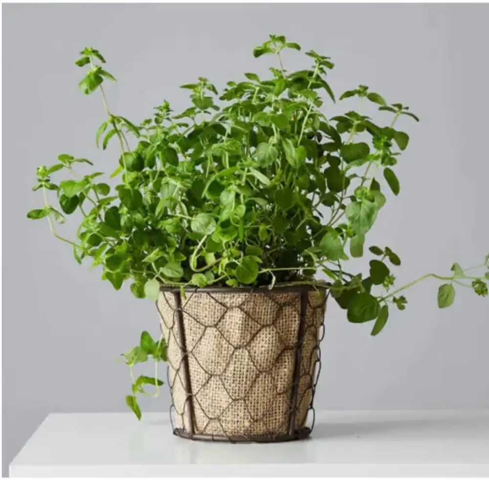 Oregano Herb Plant