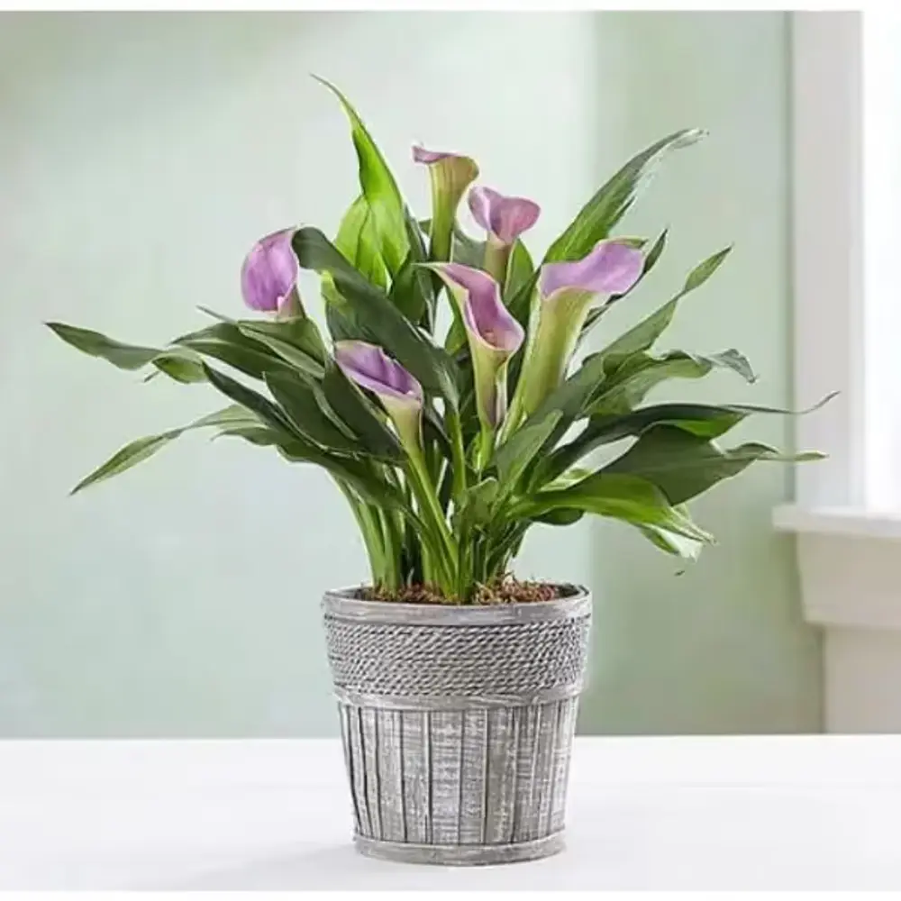 Purple Calla Lily in Wood Planter