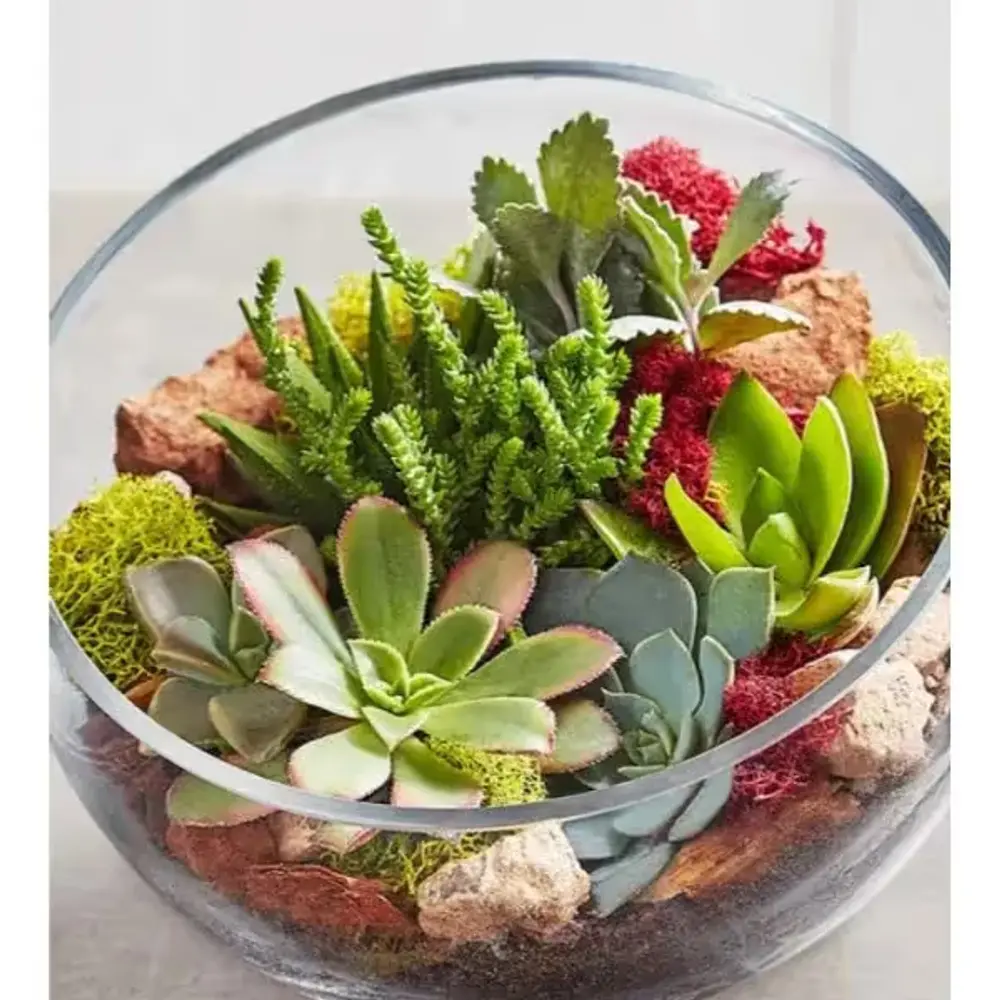 One of a Kind Succulent Terrarium