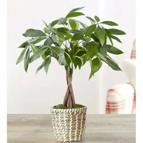 Braided Money Tree Plant