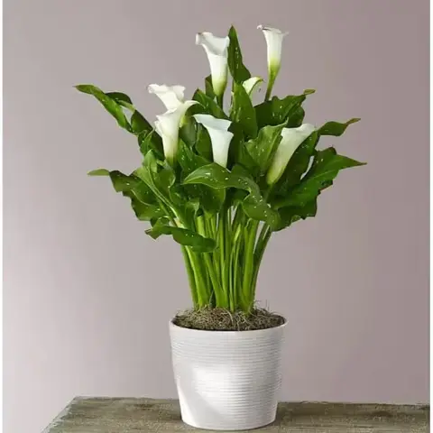 Classic White Calla Lily Plant