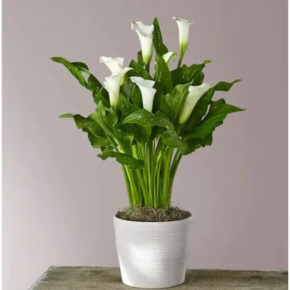 Classic White Calla Lily Plant