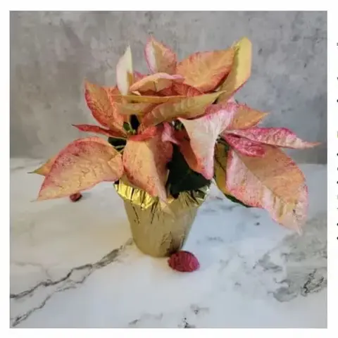 Christmas Poinsettia Plant