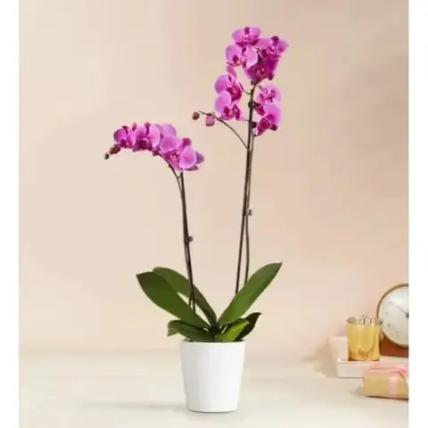 Double Purple Orchid Plant
