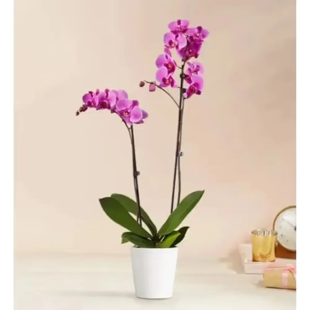 Double Purple Orchid Plant