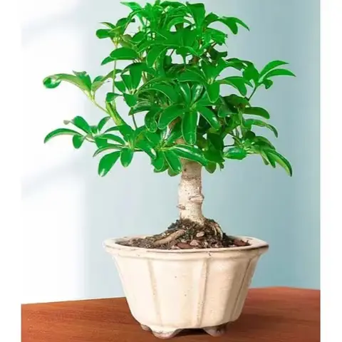 Hawaiian Umbrella Tree Bonsai