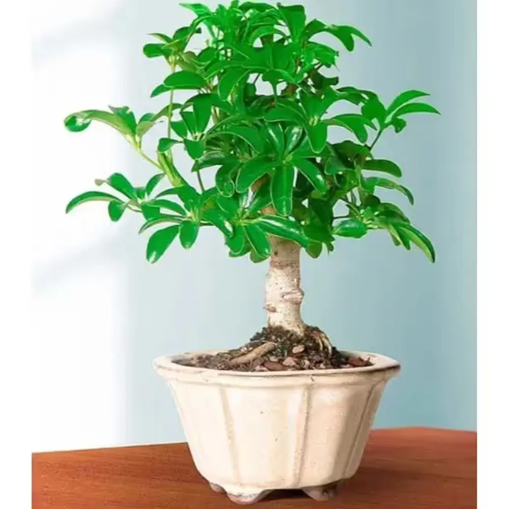 Hawaiian Umbrella Tree Bonsai