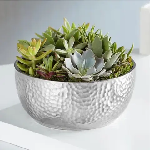 Grand Succulent Garden