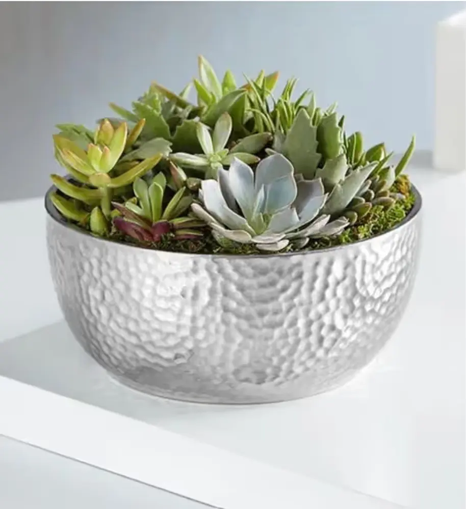 Grand Succulent Garden