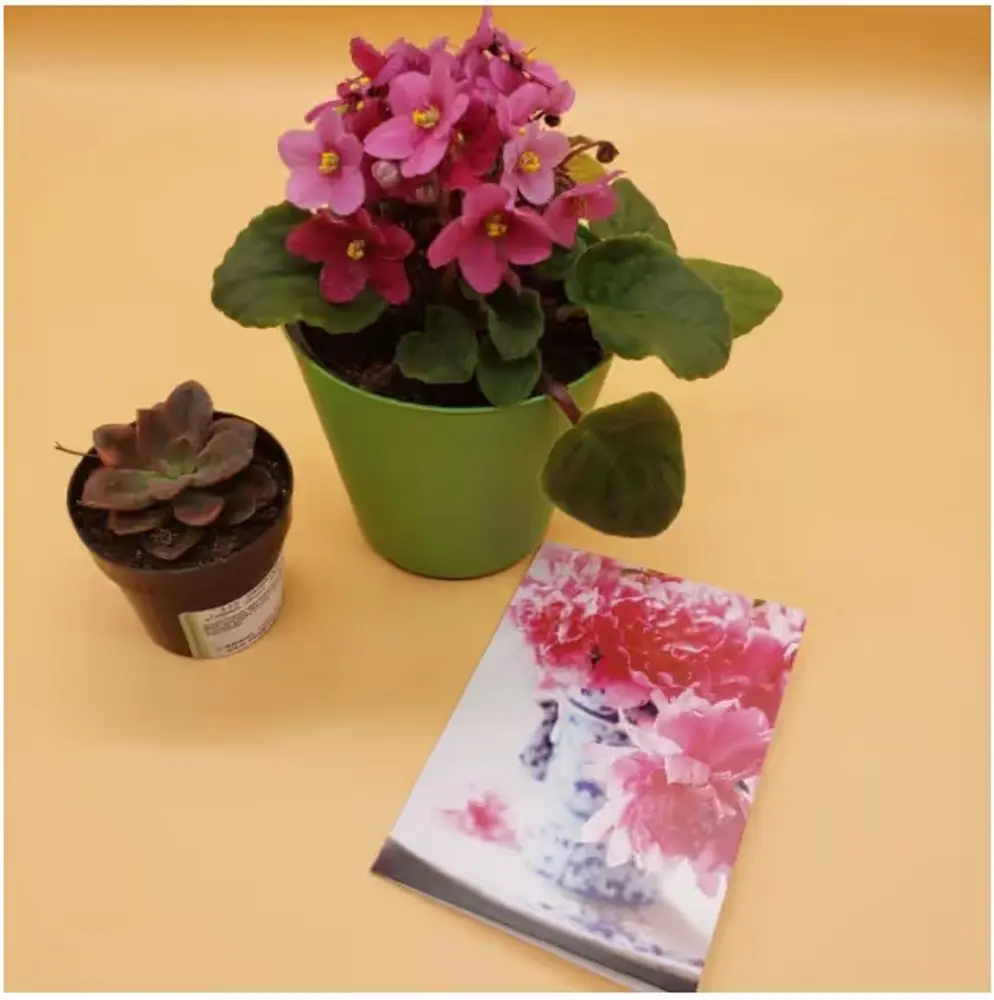 African Violet & Succulent Combo
