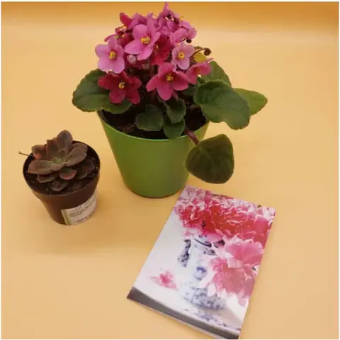 African Violet & Succulent Combo