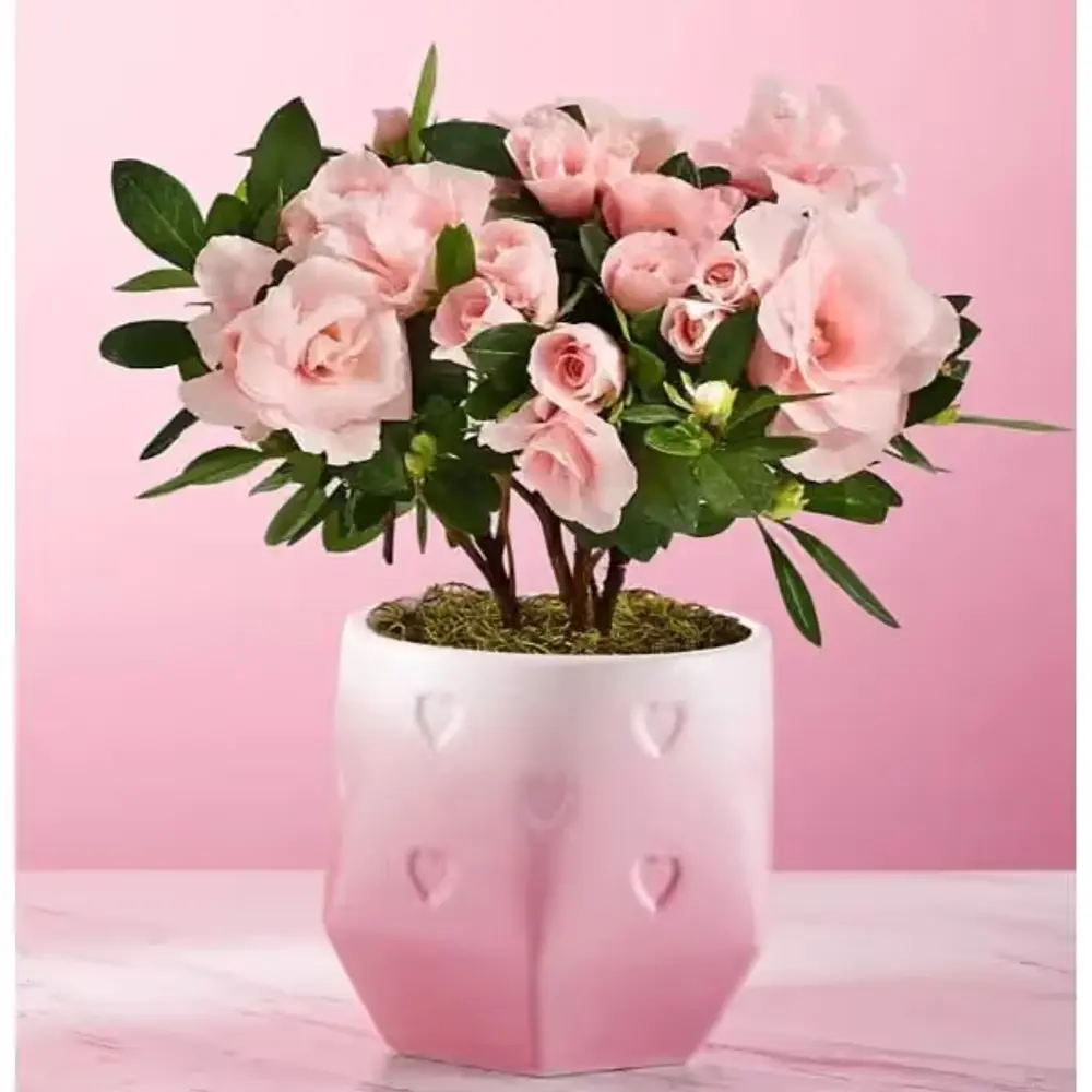 Love Grows Here Rosalea
