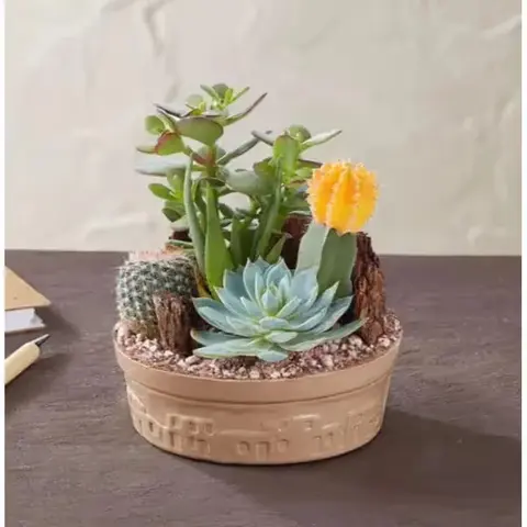 Cactus Dish Garden