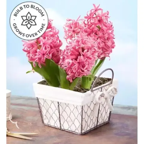 Pink Hyacinth Bulbs in Wire Basket