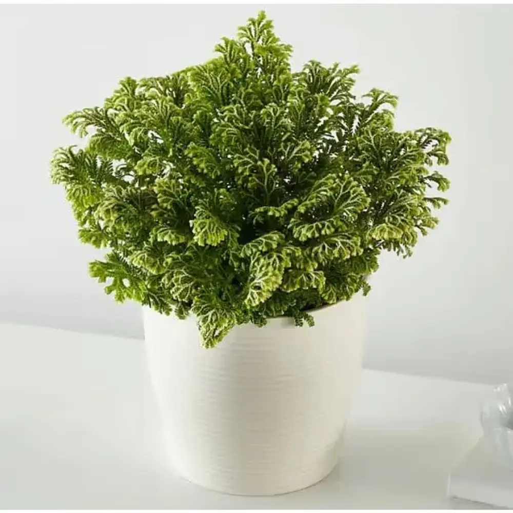 Frosty Fern Plant