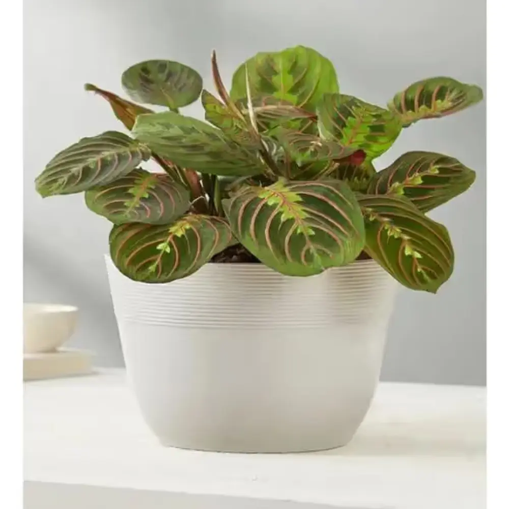 Red Maranta Prayer Plant