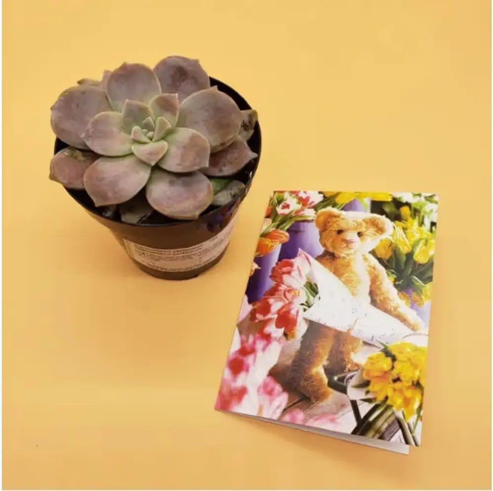 Succulent with Greeting Card