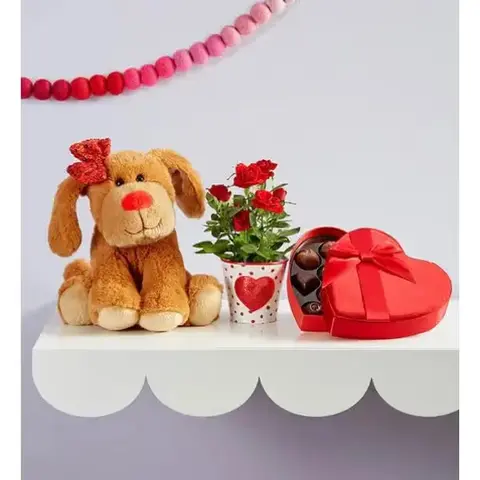 Puppy, Mini Rose & Belgian Truffles