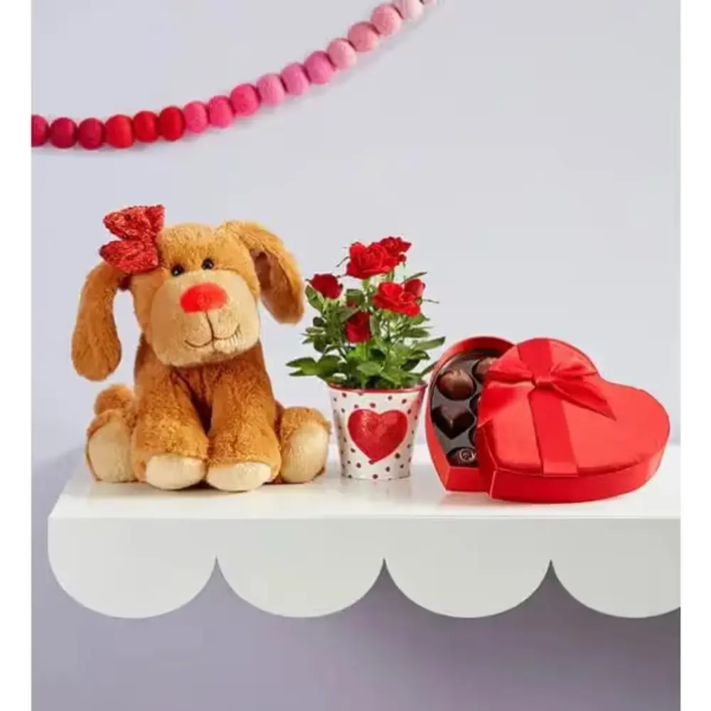 Puppy, Mini Rose & Belgian Truffles