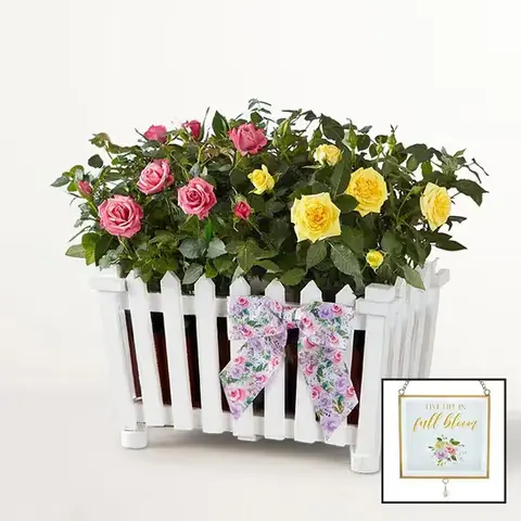 Blooming Rose Duo Planter