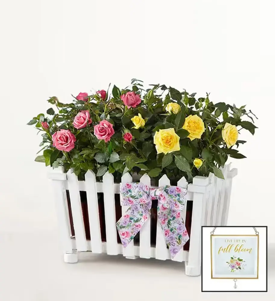 Blooming Rose Duo Planter