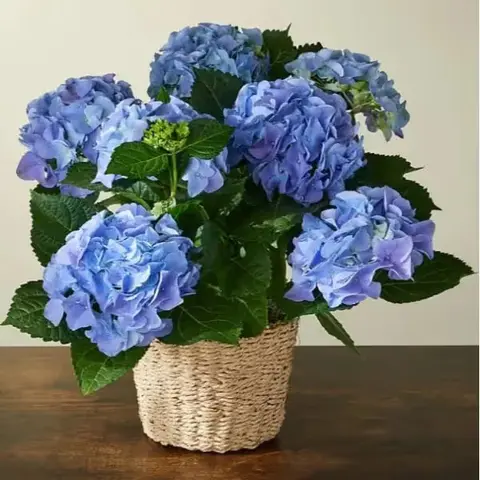 Beyond Blue Hydrangea Plant