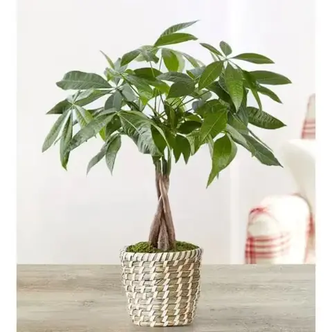 Money Tree, 10 to 14 in